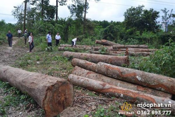Gỗ Teak Myanmar được kiểm tra nghiêm ngặt về thời gian khai thác