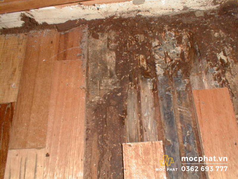Sàn gỗ tự nhiên bị mối